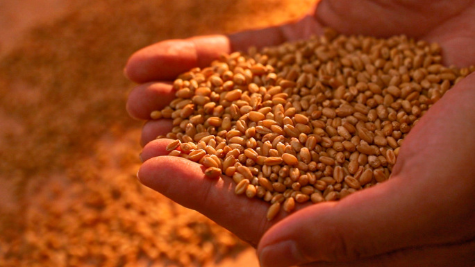 小麦稻谷水稻大米丰收丰收乡村振兴三农农业