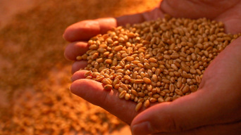 小麦稻谷水稻大米丰收丰收乡村振兴三农农业视频素材