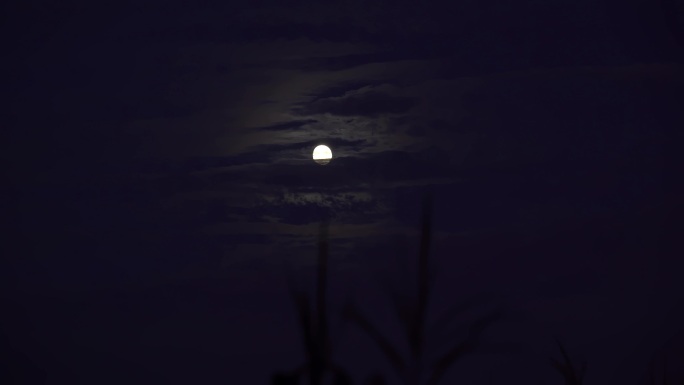 玉米穗夜空月亮云朵