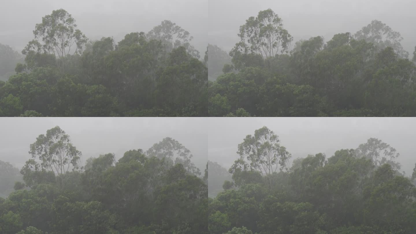 森林狂风暴雨风吹打树木下雨天树林树枝摇摆