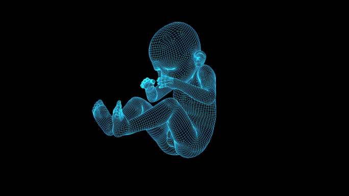 4K蓝色全息线框科技胎儿素材动画带通道