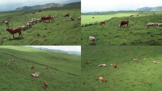 草原牛羊吃草航拍