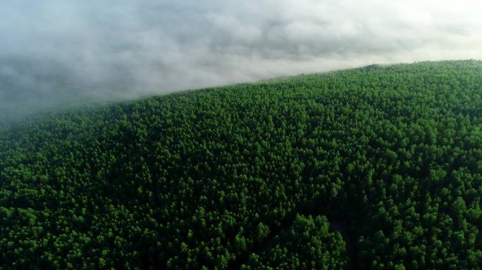 航拍绿色山林云雾