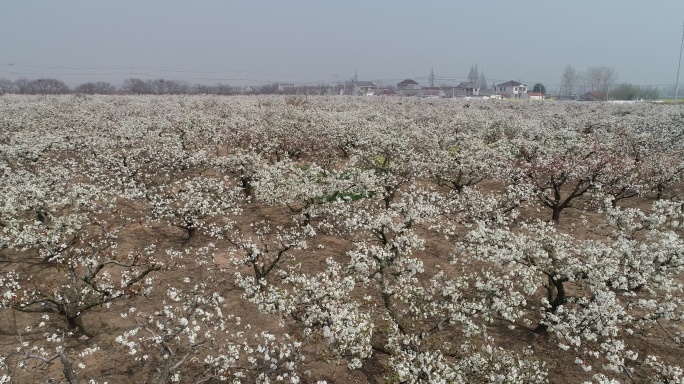 盐城龙冈桃花园