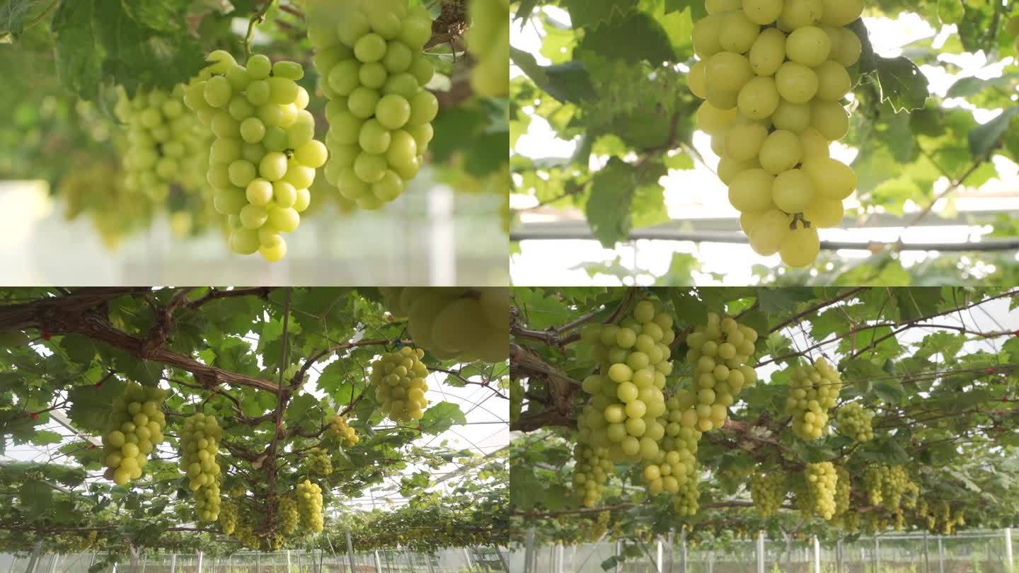 阳光葡萄  逆光阳光 葡萄种植基地农业