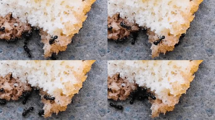 蚂蚊吃食物实拍素材9