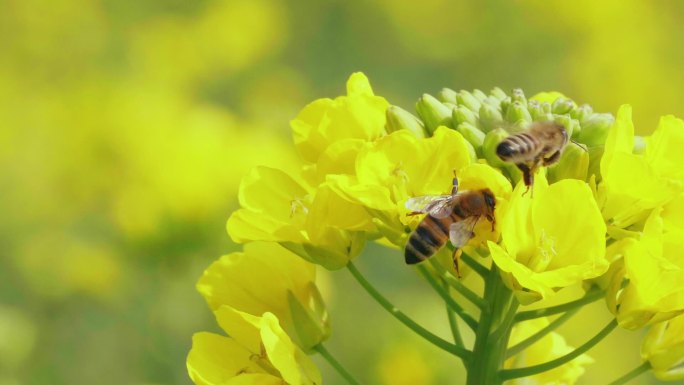 春天田野里几只蜜蜂在油菜花上采蜜飞舞