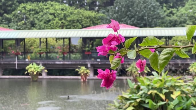 夏季风雨中公园里的花朵