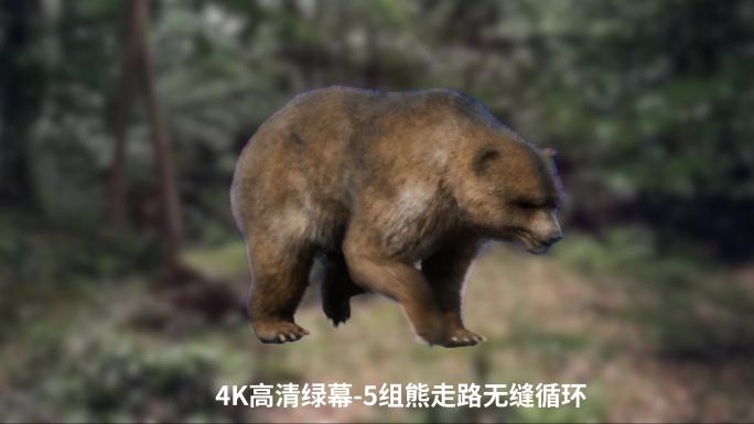 4K熊走路绿幕循环动画