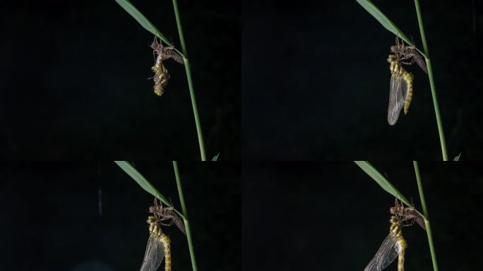 8K超清蜻蜓羽化蜕皮过程延时摄影
