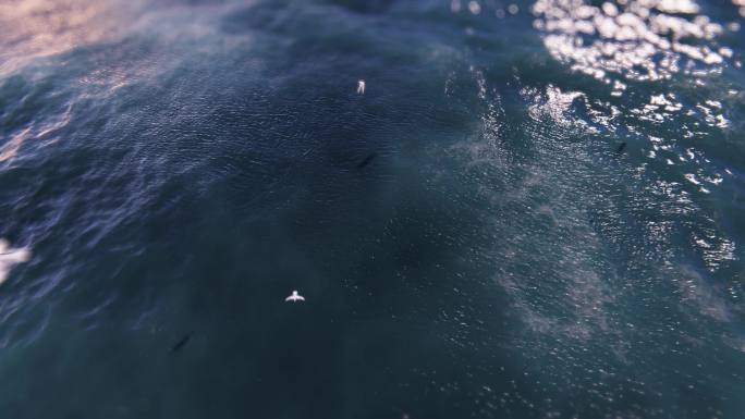 4K三维大海海鸥飞翔视频合集