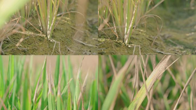 干旱的水稻田