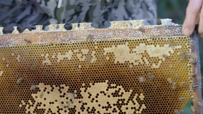 蜂巢 蜜蜂 养蜂人 蜂蜜 抖蜜蜂