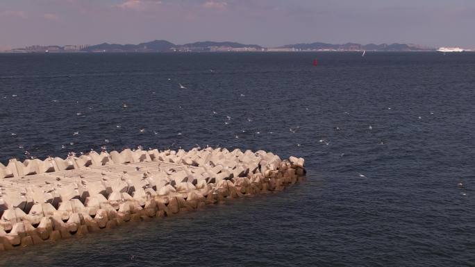 大连海鸥海岸堤坝上的海鸥群