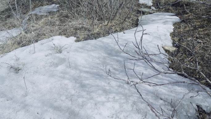 冰雪 冬季植物 摇晃的枝条 冬眠期 萧条