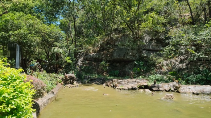 桂林七星公园野生的猴子跳水戏水