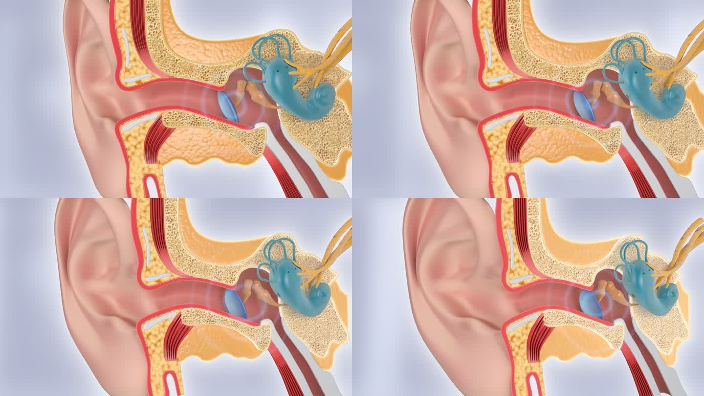耳朵听力 耳膜 耳鼓 耳病 耳聋 耳鸣