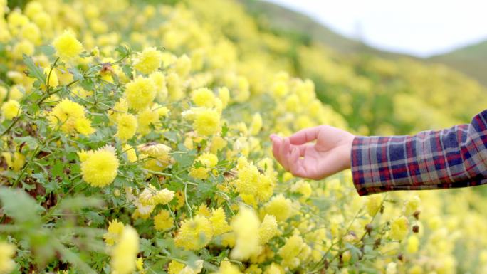 鲜花 菊花 花农 手 花田