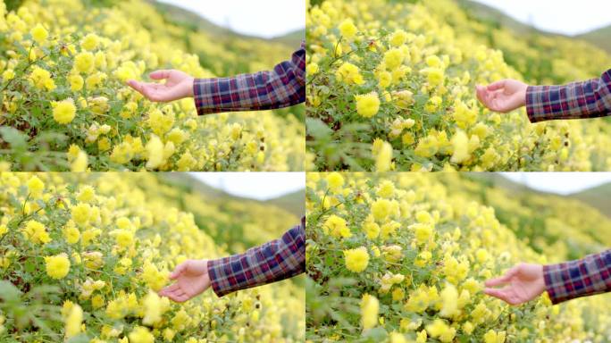 鲜花 菊花 花农 手 花田