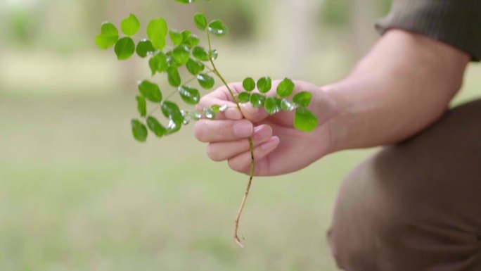 中药 植物 绿色植物 手 摘药草