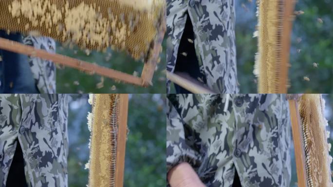 蜂巢 蜜蜂 蜂蜜 抖落 养蜂人 抖蜜蜂