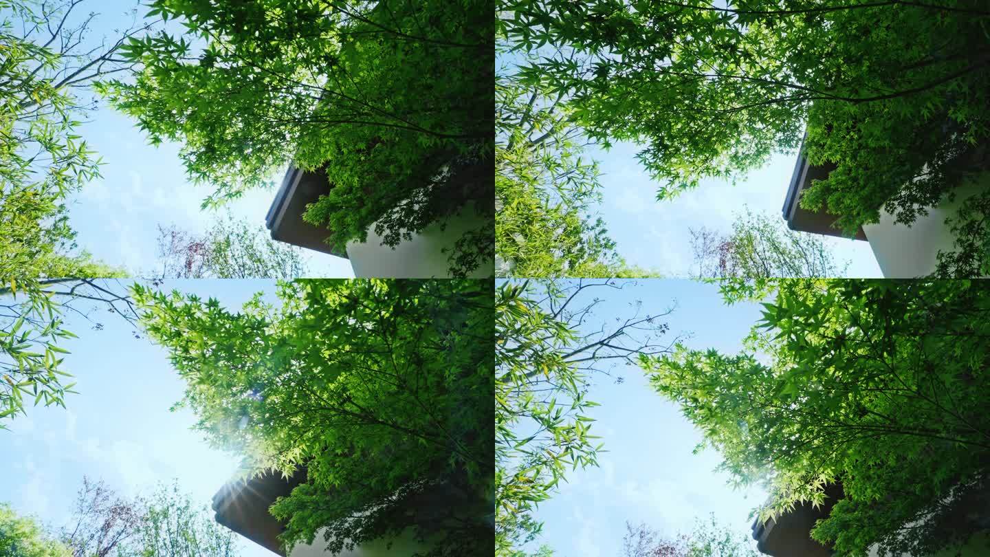 唯美阳光透过树叶空镜头