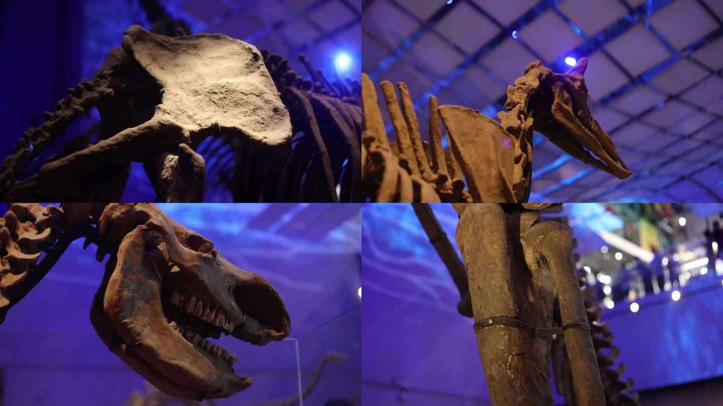 恐龙化石展览