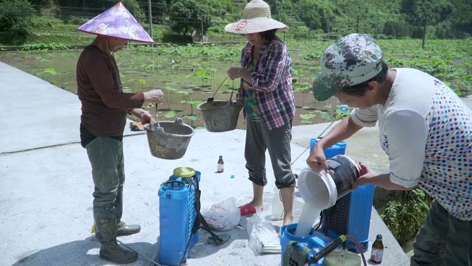 农民在荷田里施肥喷药