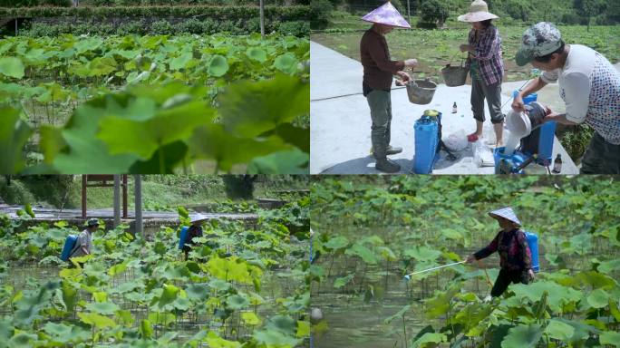 农民在荷田里施肥喷药