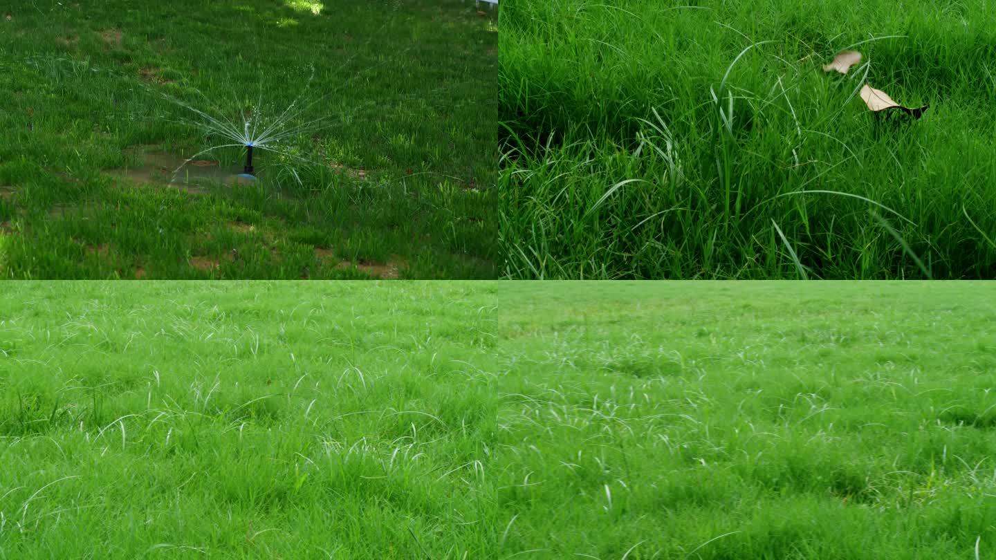 灌溉草坪