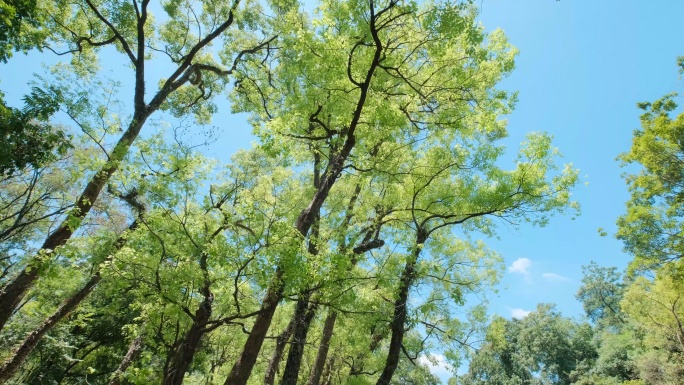 仰拍阳光树林树技树荫