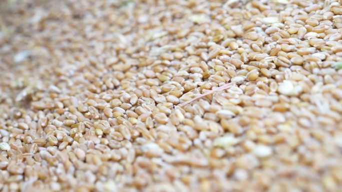 小麦 麦粒 小麦成熟