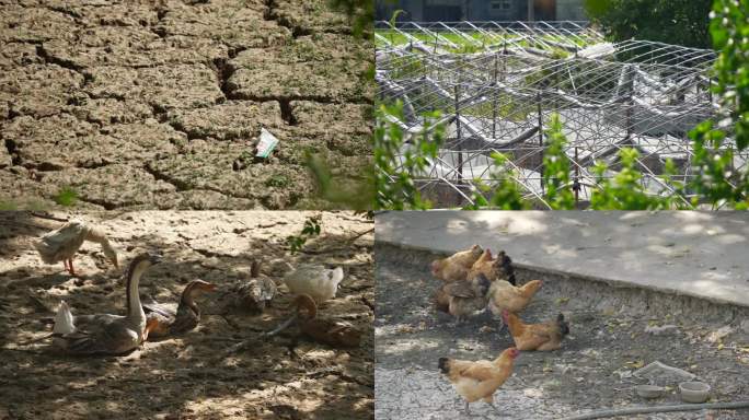 4K夏季干旱季节农庄干涸的农田土地空镜