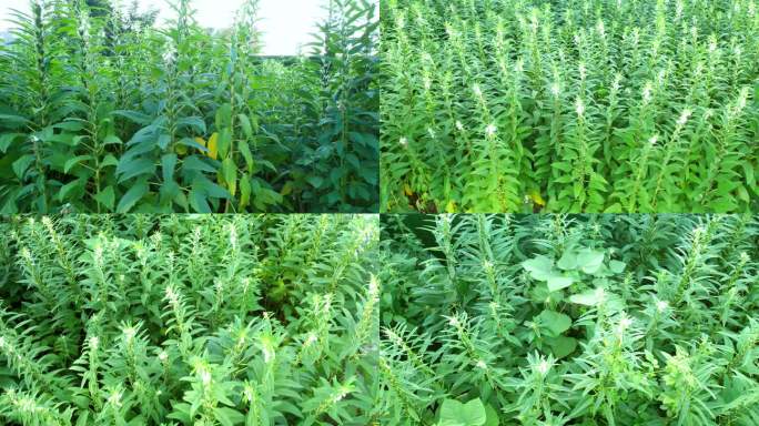 航拍芝麻开花节节高