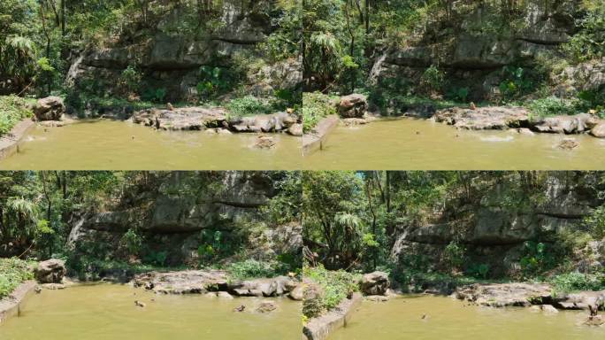 桂林七星公园野生的猴子跳水戏水