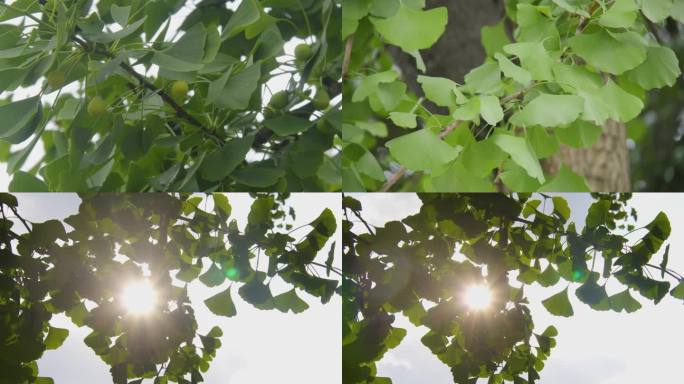 太阳光斑渗透绿色树叶