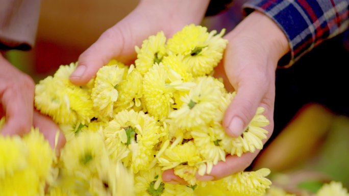 菊花 花农 收获 花农的手 丰收