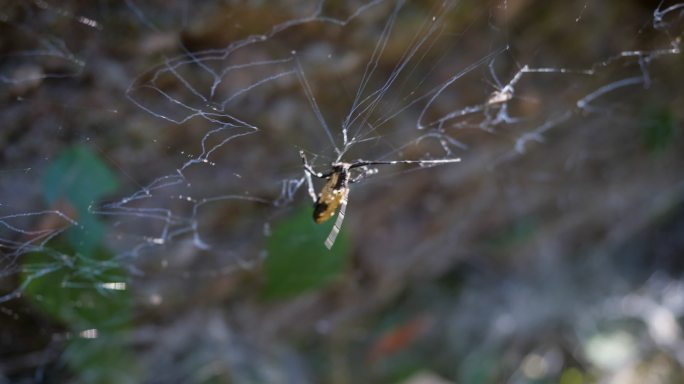 蜘蛛网上挣扎的昆虫天牛