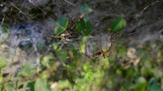 蜘蛛捕食猎物特写镜头