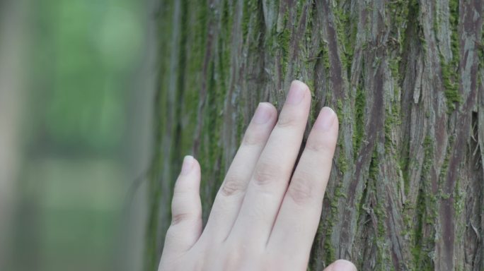 手抚摸树干树皮亲近大自然4K升格实拍