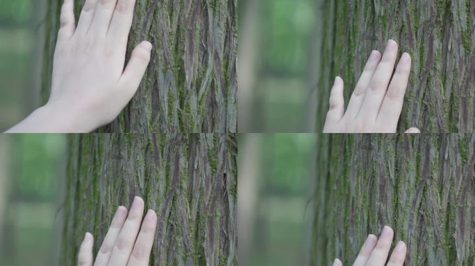 手抚摸树干树皮亲近大自然4K升格实拍