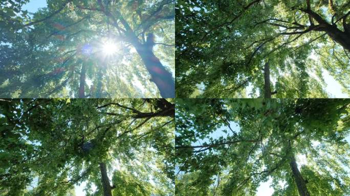 夏天夏日阳光树林森林 树荫光斑 枫香树