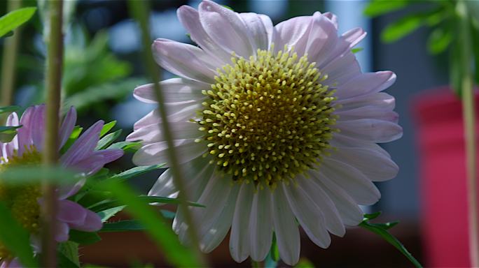 菊花小雏菊