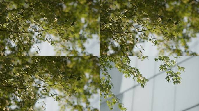 夏天绿色树叶空镜头素材