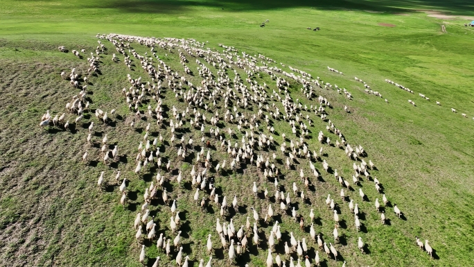 草原羊群壮观航拍（呼伦贝尔）4K