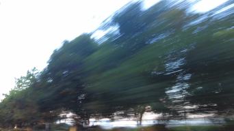驾驶自驾旅行车窗外飞速后退的树林视频素材