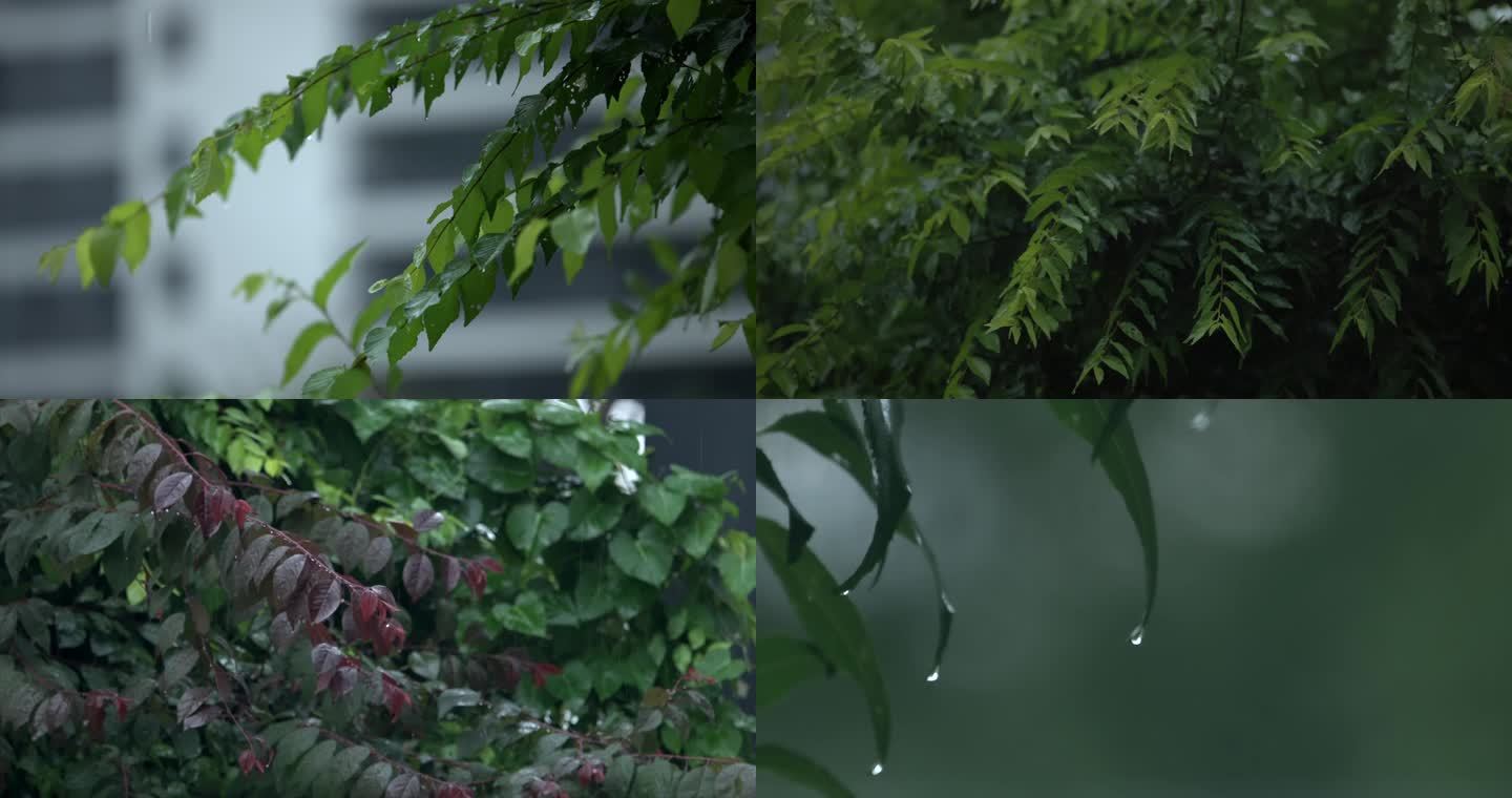 春雨 下雨天雨后树叶 雨滴大自然露珠水珠
