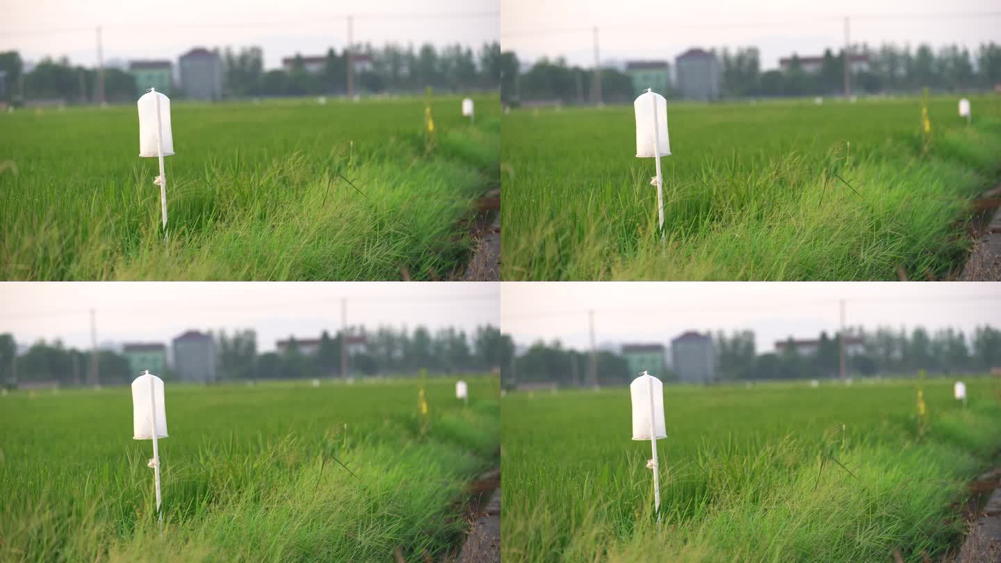 浙江现代农业农田稻田水稻绿色生态杀虫捕虫