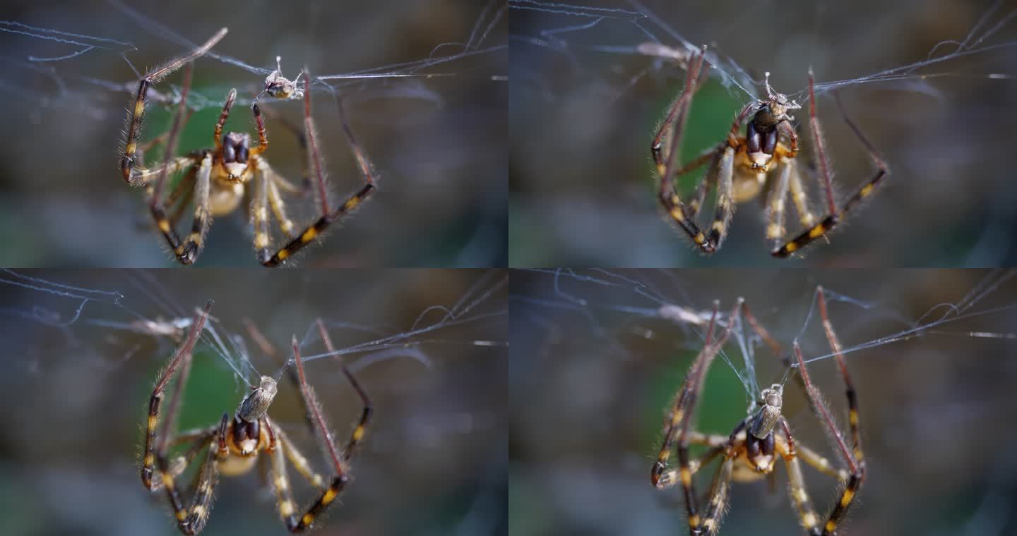 蜘蛛网上狩猎扑食的蜘蛛特写
