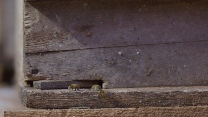 蜜蜂 木板 蜂房 特写 三只蜜蜂